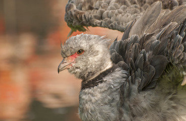 Southern Screamer