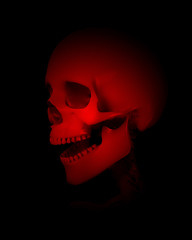 Colour Skull Head