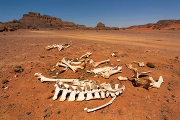 Fotobehang Algerije Animal bones in the desert