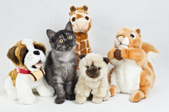 Funny little Cat among Cuddly Toys