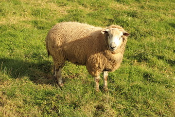  Paturage mouton peulouse