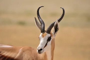 Crédence en verre imprimé Antilope Springbok dans le parc national d& 39 Etosha 2