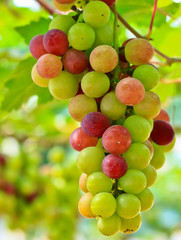 Red grapes.