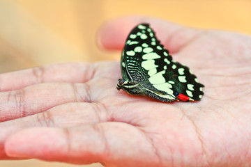 butterfly in person hands