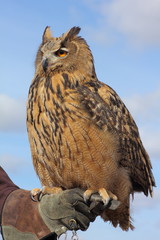 Búho Real sobre el puño. Bubo bubo. Cetrería