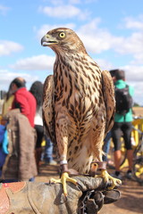 Azor joven. Accipiter gentilis, Cetrería
