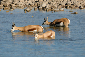 Springbok in the water