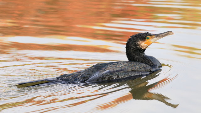 Kormoran-24933b2