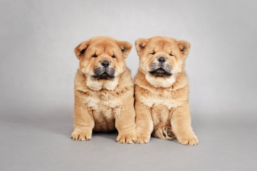 Two little Chow chow  puppies portrait
