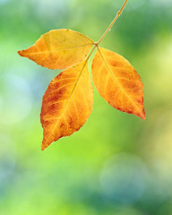 Obraz premium colorful autumn leaves