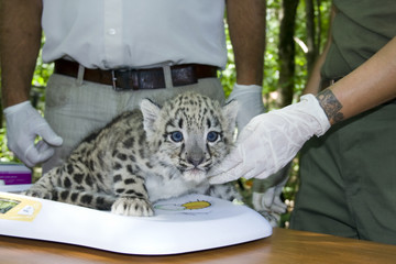 Fototapeta premium Weighting a snow leopard cub (Uncia uncia) in a zoo