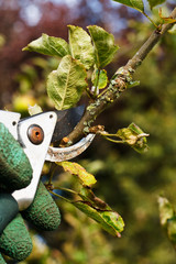 pruning in the garden