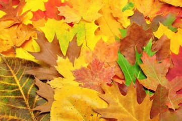 Autumn leaves