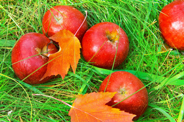 Fallen red apples in green grass.