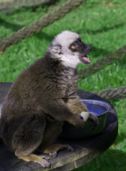 White Faced Brown Lemur
