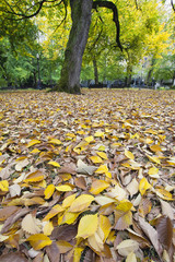 Fall Leaves in Downtown Park