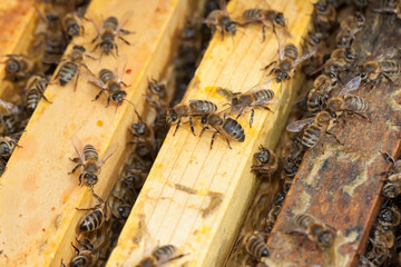 Bees on honeycomb