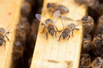 Bees on honeycomb