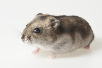 hamster - pet on white background