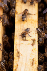 Bees on honeycomb