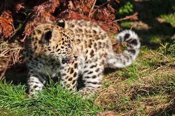 Cute Baby Amur Leopard Cub Looking Over Shoulder