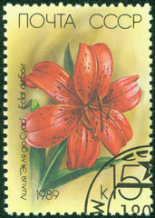 stamp printed in the USSR shows a Eclat du Soir Lily