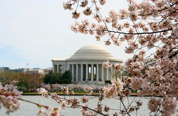 Cherry blossoms at the Jefferson Memorial in Washington, DC