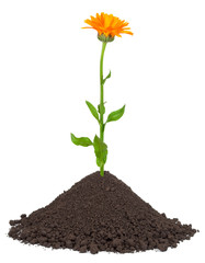 Calendula growing in a pile of soil