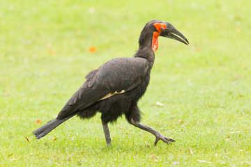 Southern Ground hornbill (Bucorvus leadbeateri)