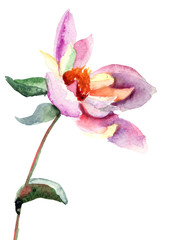 Dahlia flower, watercolor illustration