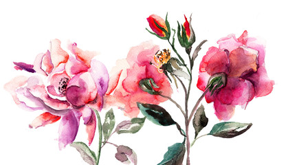 Beautiful Roses flowers, Watercolor painting - 45871634