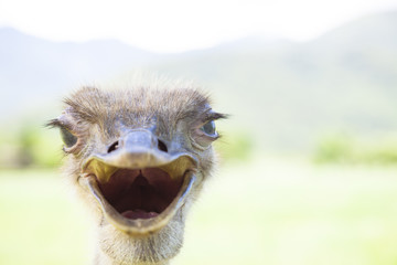 angry bird.close up of ostrich face