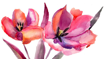 Tulips flowers, Watercolor painting