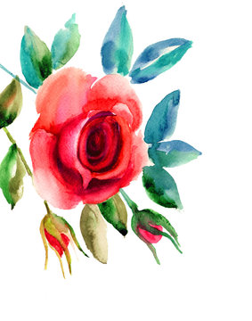 Original Rose flowers illustration