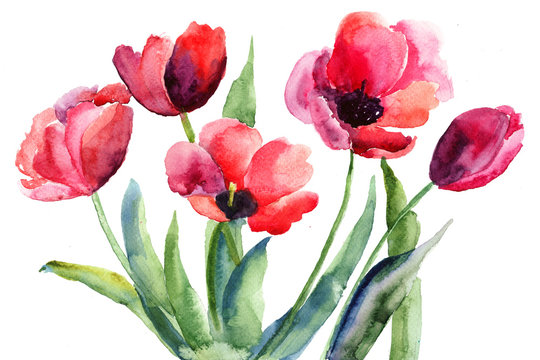 Colorful illustration of red tulips flowers