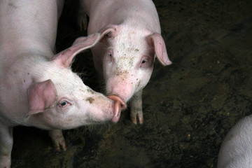 two pigs