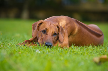 Beautiful dog rhodesian ridgeback puppy