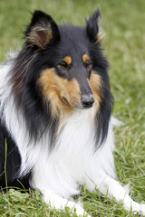 Langhaar Collie bei einer Hundeausstellung