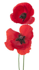 Fototapeta premium poppy