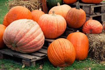 autumn pumpkins