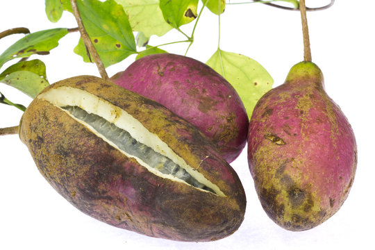 Akebi
