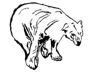 Obraz na płótnie Canvas Ilustracja z nied¼wiedziem polarnym