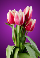 tulips. bouquet of red flowers.