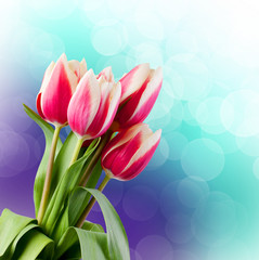 Naklejka premium Tulips. Gift Card.