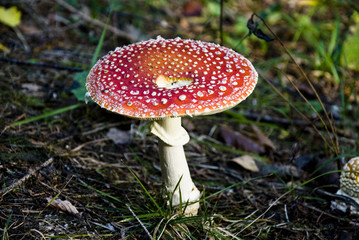 circle-amanita