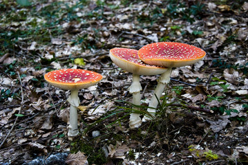 three-crcle-amanita