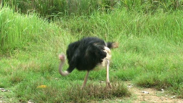 Ostrich running.