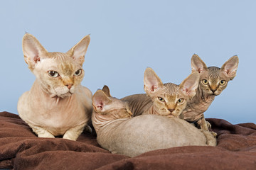 Katzen-Devon-Rex 3501