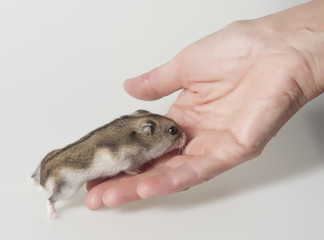 hamster on a palm