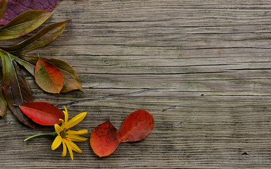 autumn leaves on wood background